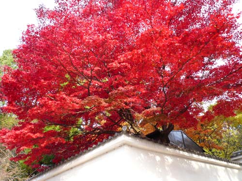 Kyoto Autumn Color 2 Nov 2006